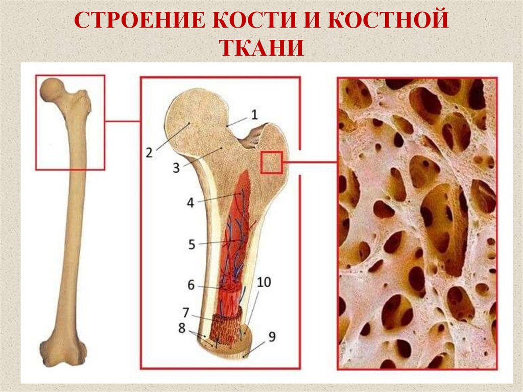 Костномозговая полость кости