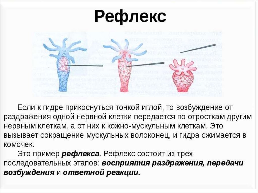 Раздражимость в биологии рисунок