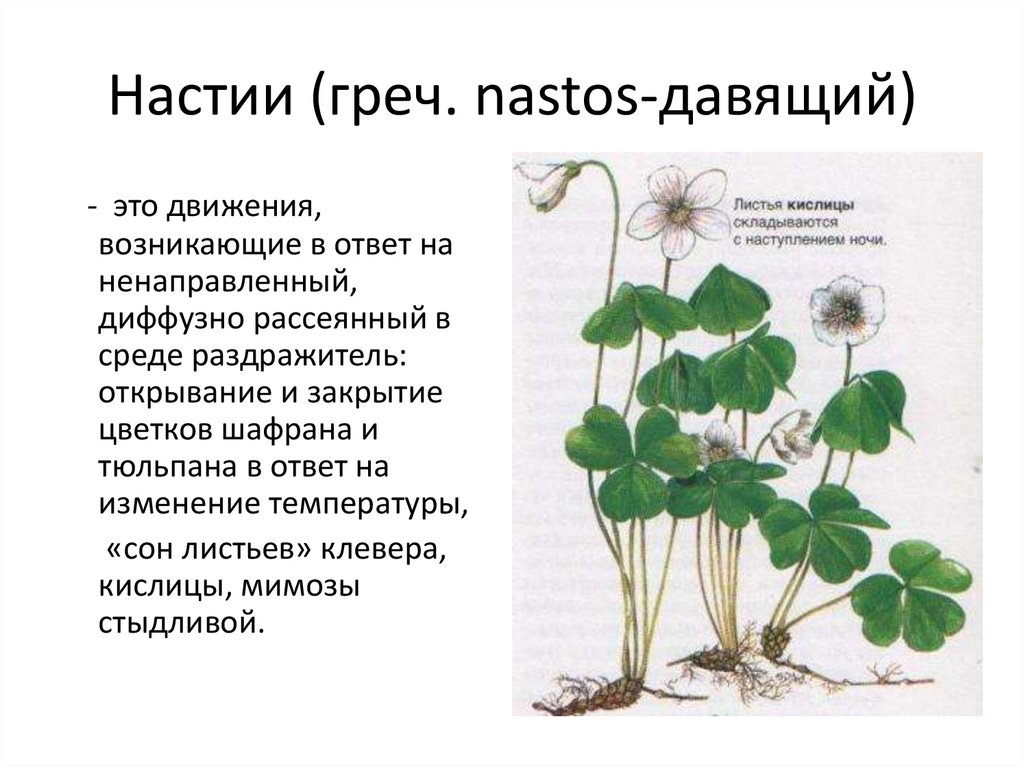 Движение растений. Настии листьев кислицы. Настии у растений. Тропизмы и настии. Движение растений тропизмы и настии.