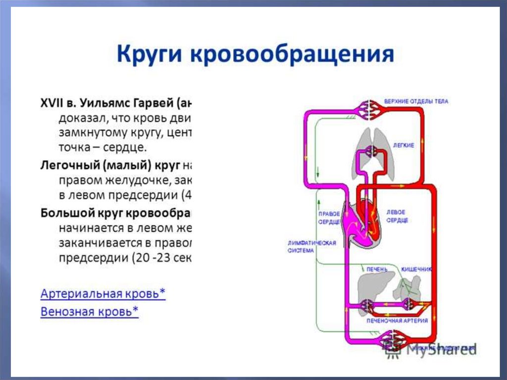 Где начинается круг. Малый круг кровообращения начинается. Малый круг кровообращения заканчивается. Большой круг кровообращения заканчивается. Малый круг кровообращения заканчивается в левом желудочке.