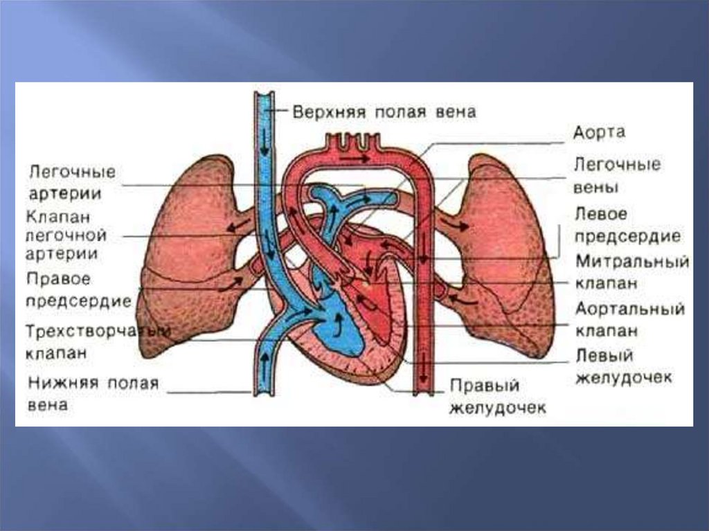 Кровообращение легких. Анатомия легочного кровообращения. Легочная артерия анатомия. Кровоснабжение легких анатомия. Кровоснабжение легких схема.