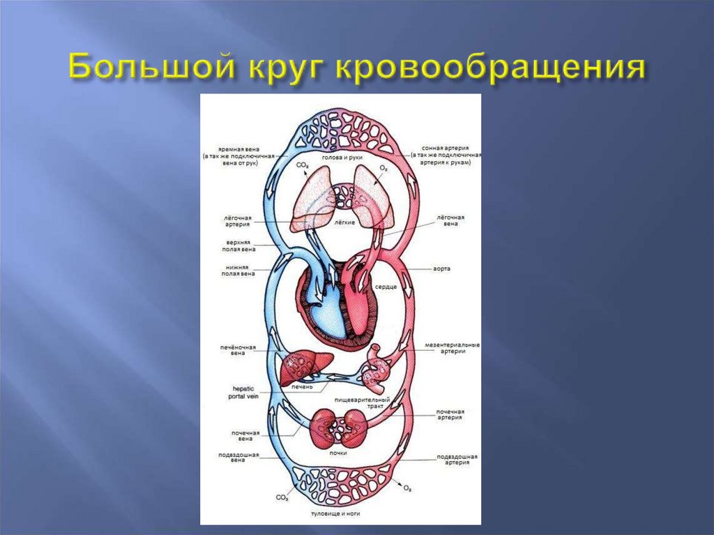Большой круг кровообращения