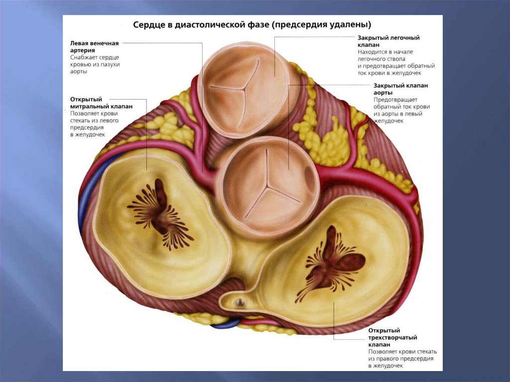 Левый клапан сердца. Аортальный клапан поперечный срез. Клапаны сердца аортальный пульмональный. Клапаны сердца на поперечном срезе. Аортальный клапан сердца анатомия.