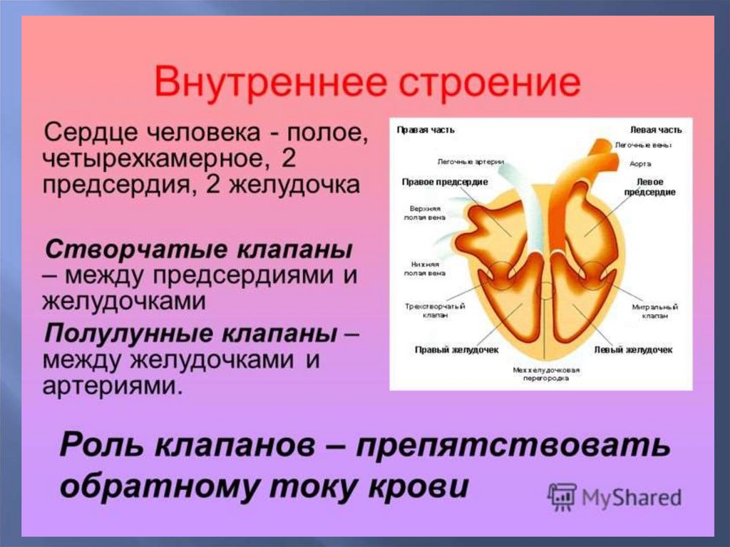 Строение сердца человека презентация