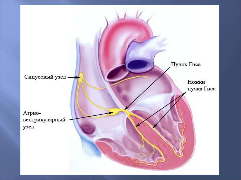 Строение сердца ножки гиса. Пучок гиса в сердце что. Строение сердца пучок гиса. Пучок гиса в сердце блокада правой ножки. Пучок гиса в сердце что.