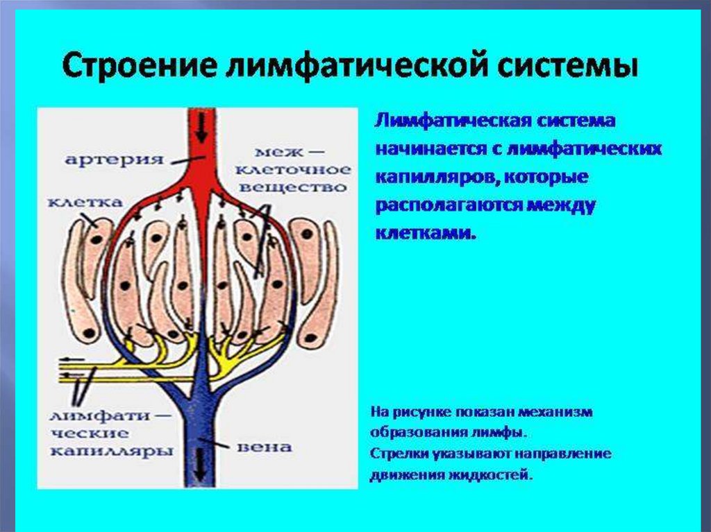 Связь лимфатической системы с кровообращением рисунок