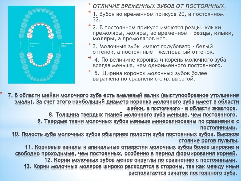 7. В области шейки молочного зуба есть эмалевый валик (выступообразное утолщение эмали). За счет этого наибольший диаметр