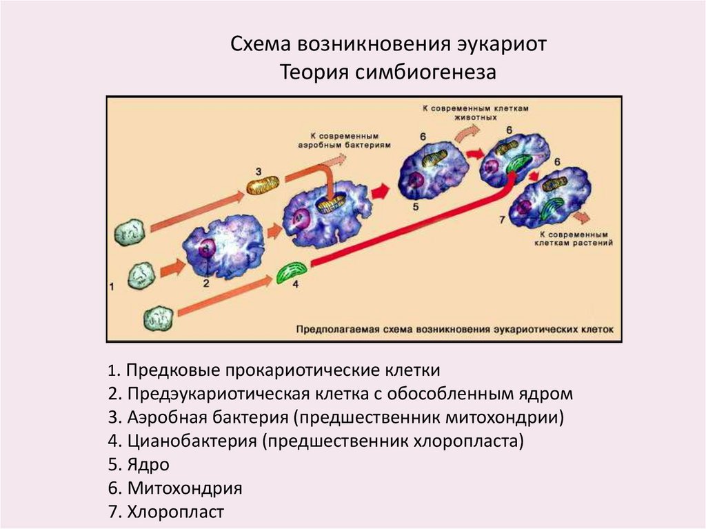 Возникновение клеточной формы жизни. Симбиогенез схема происхождения. Теории симбиогенеза эукариот. Схема возникновения эукариот. Происхождение ядра эукариот.
