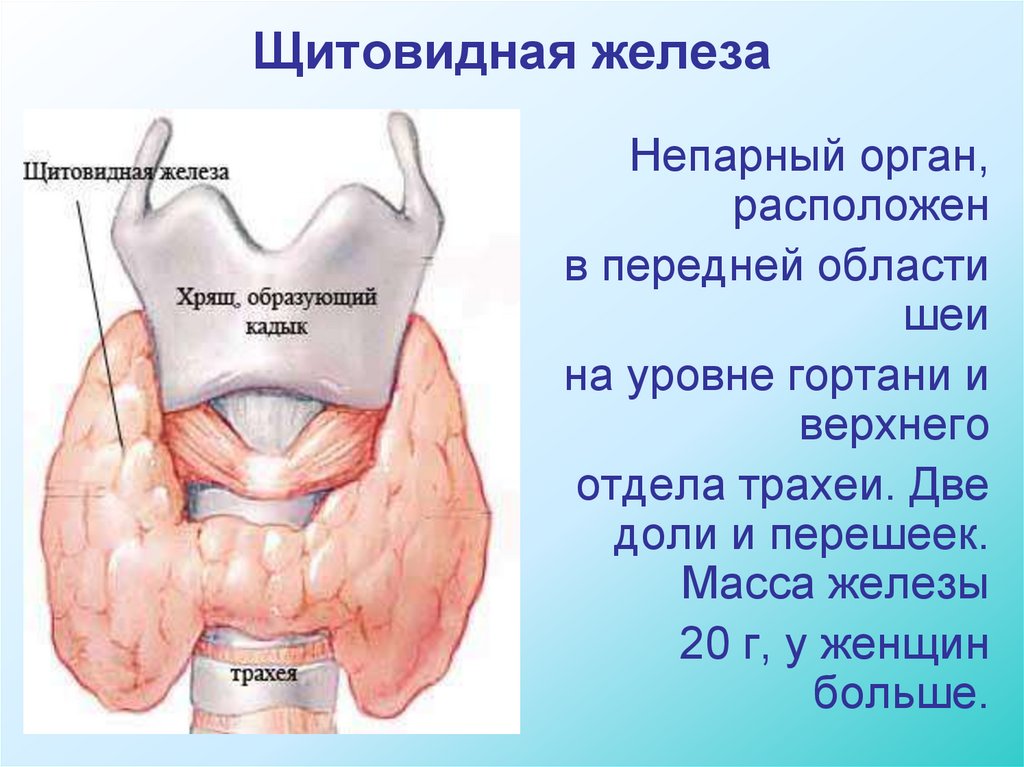 В какой полости расположена щитовидная железа. Shitovidnoe Jeleza. Щитовидная железа располагается. Щитовидной железо расположение.