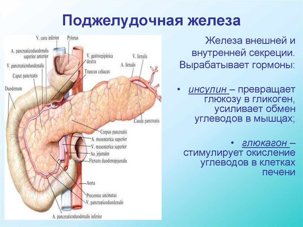 Где поджелудок. Железы поджелудочной железы. Поверхности поджелудочной железы анатомия. Поджелудочная железа внешняя секреция и внутренняя секреция.