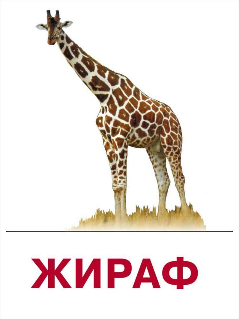 Шимпанзе