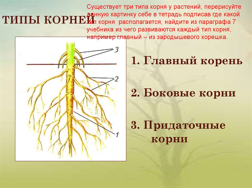 Удивительное растение с корневой системой, похожей на силуэт человека
