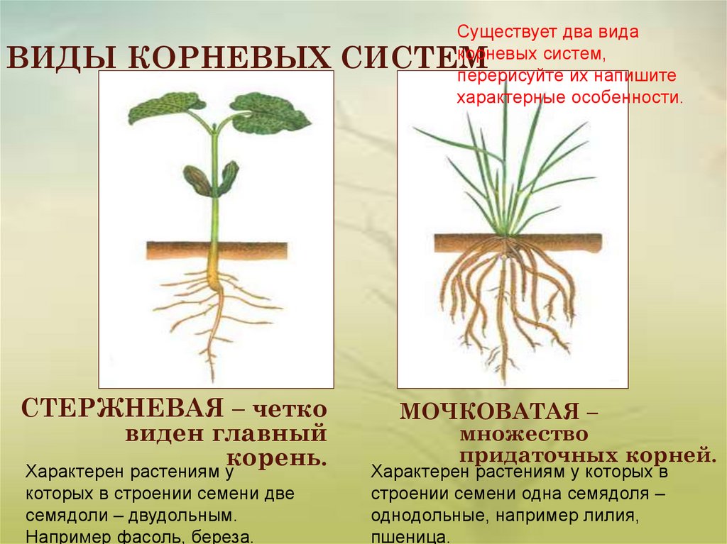 Какую часть корневой системы удаляют. Типы корневых систем. Корневая система стержневого типа. Типы корневых систем стержневая и мочковатая. Растения со стержневой системой.