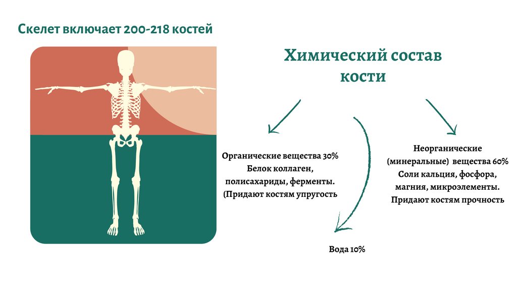 Соли кальция. Что придают костям соли кальция. Упругость кости придаёт белок.