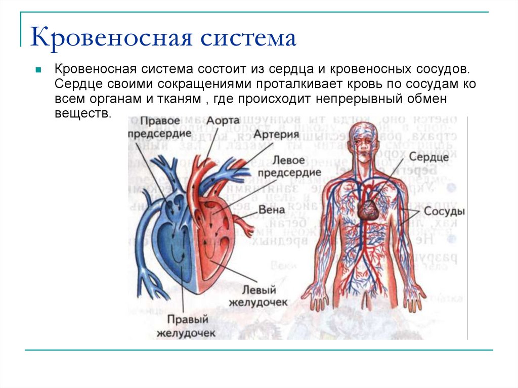 Назвать органы кровеносной системы. Кровеносная система человека схема сердце. Система кровообращения человека сердце и кровеносные сосуды. Строение кровеносной системы системы. Из чего состоит кровеносная система человека 3 класс.