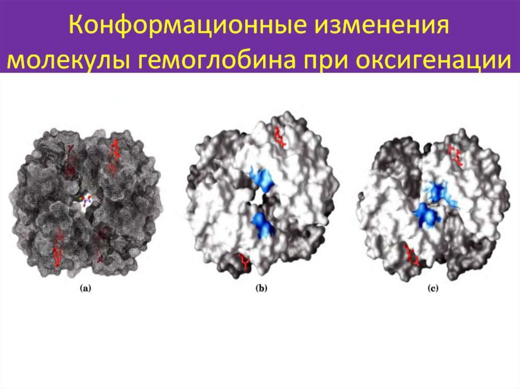 Как изменяются молекулы. Изменение конформации протомеров гемоглобина. Конформационные изменения молекулы гемоглобина.. Кооперативные изменения конформации протомеров гемоглобина. Конформационные изменения.