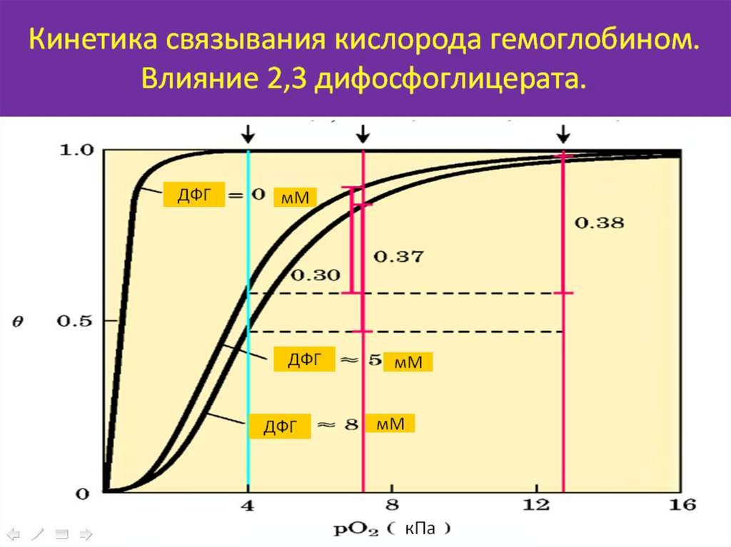 Влияние кислорода. Присоединение кислорода к гемоглобину. Влияние факторов на сродство гемоглобина к кислороду. Связывание гемоглобина с кислородом биохимия. Механизм насыщения гемоглобина кислородом схема.