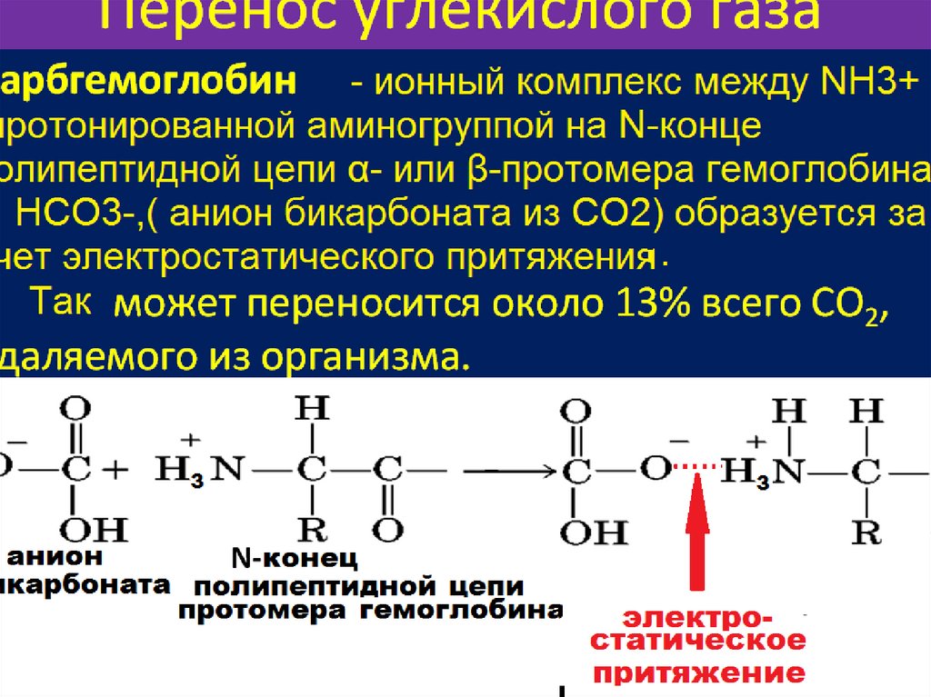 Ионизация белков. Над биохимия. Транспорт углекислого газа кровью биохимия. Перенос углекислого газа кровью биохимия. Остов это биохимия.