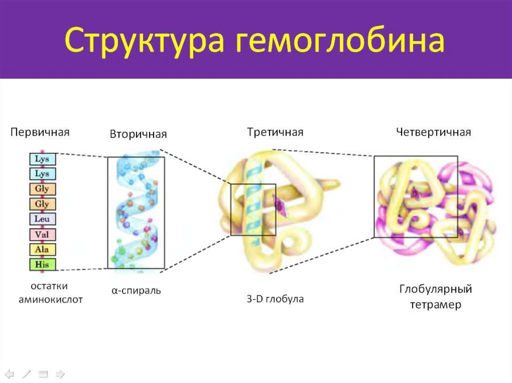 Первичная вторичная структура. Структура гемоглобина первичная вторичная третичная. Структура гемоглобина первичная вторичная третичная четвертичная. Структуры гемоглобина первичная вторичная. Первичная структура белка гемоглобина.