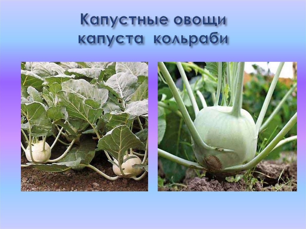 Капустные овощи капуста кольраби