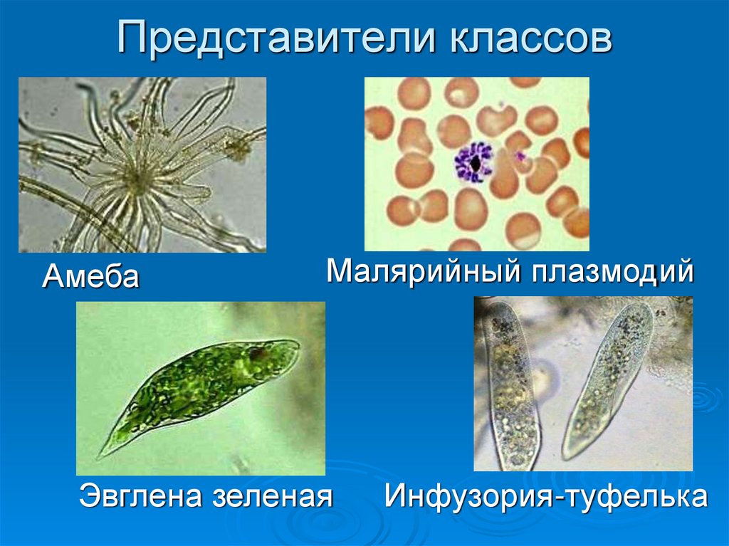 Одноклеточные организмы не имеющие оформленного. Одноклеточные животные эвглена зеленая. Инфузория туфелька,амёба,евглена. Эвглена зеленая амеба и инфузория. Одноклеточные животные малярийный плазмодий.