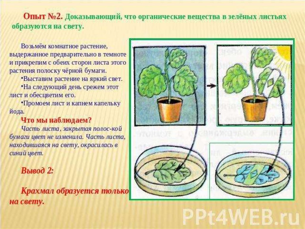 Опыт изображенный на рисунке служит доказательством фотосинтез. Опыты с растениями. Опыты с комнатными цветами. Эксперименты с растениями. Опыты с комнатными растениями.