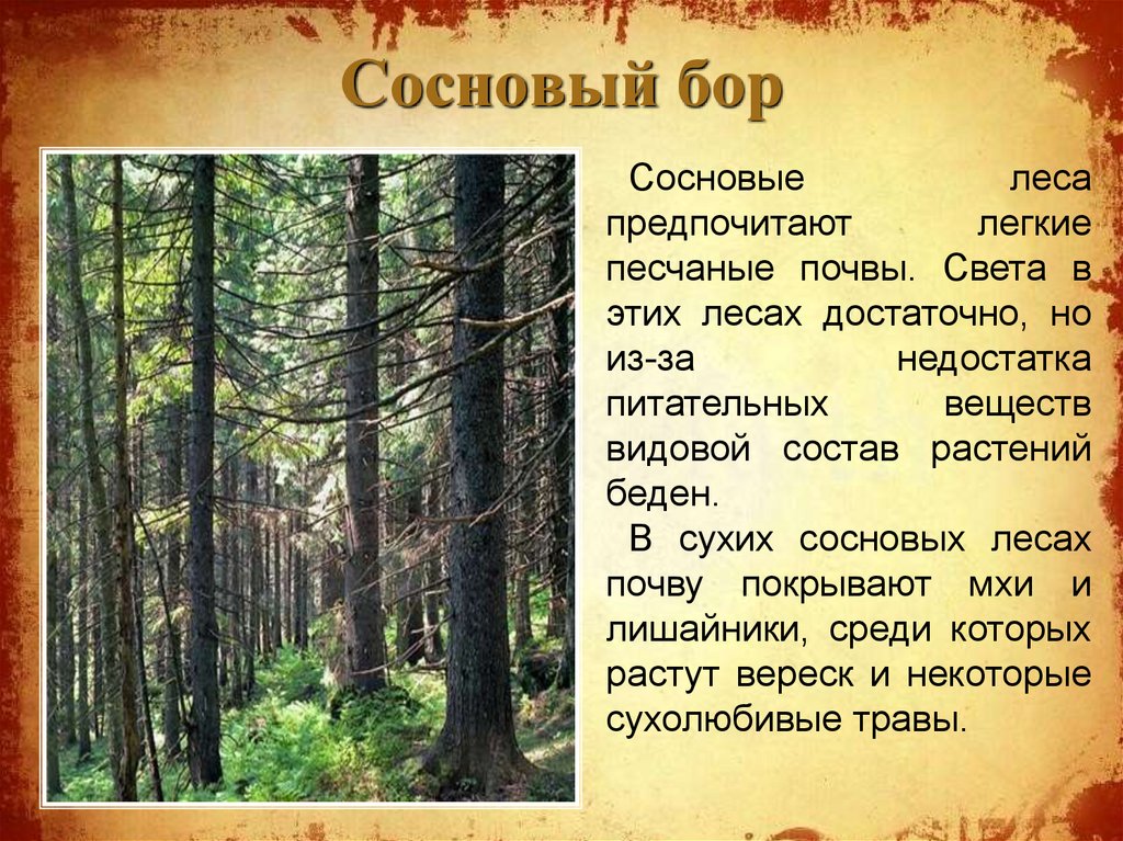 Текст про сосну. Лес для презентации. Сосновый лес. Описание леса. Сосновый лес для презентации.