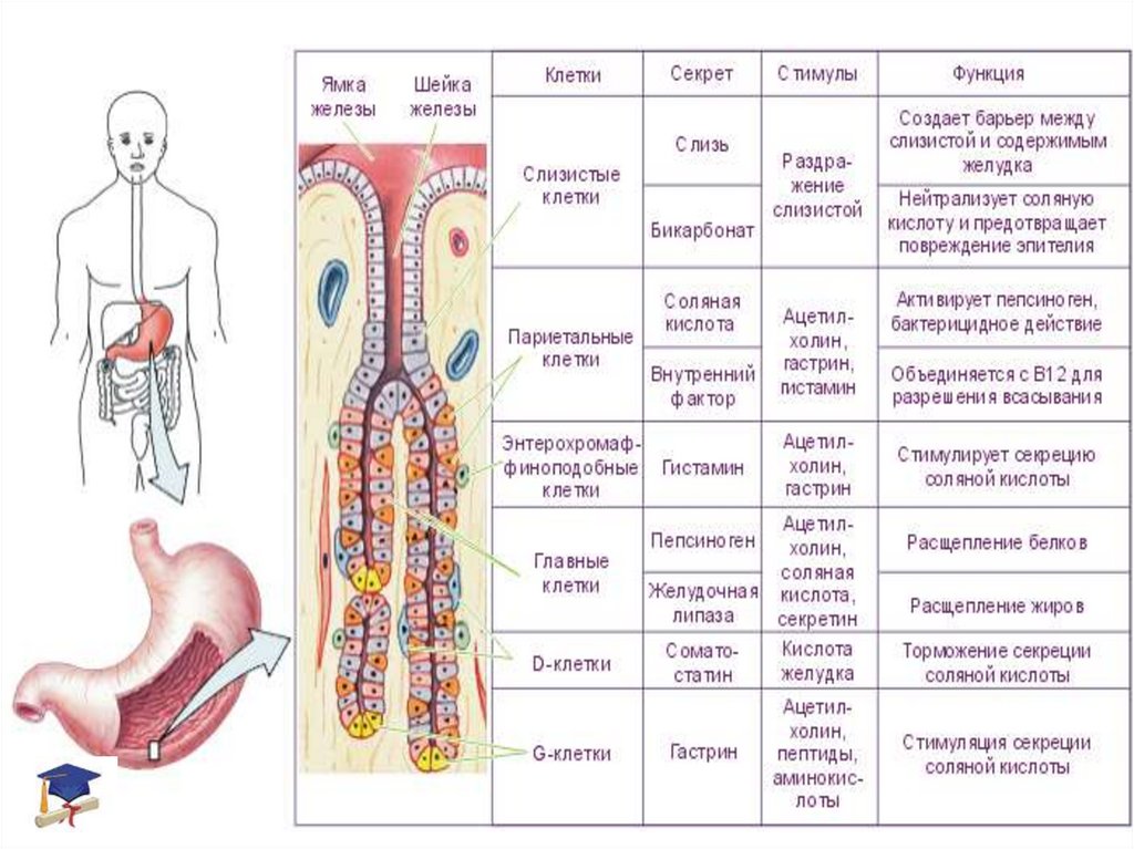 Клетки пищеварительных желез. Клетки слизистой оболочки желудка секретируют. Париетальные клетки слизистой оболочки желудка секретируют. Железистые клетки желудка. EC клетки желудка.
