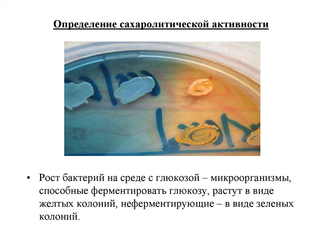 Сахаролитические свойства бактерий