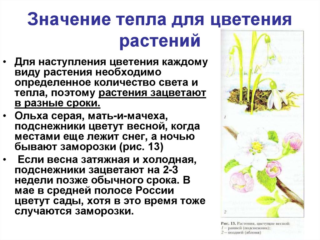 Значение процесса цветения в жизни растения