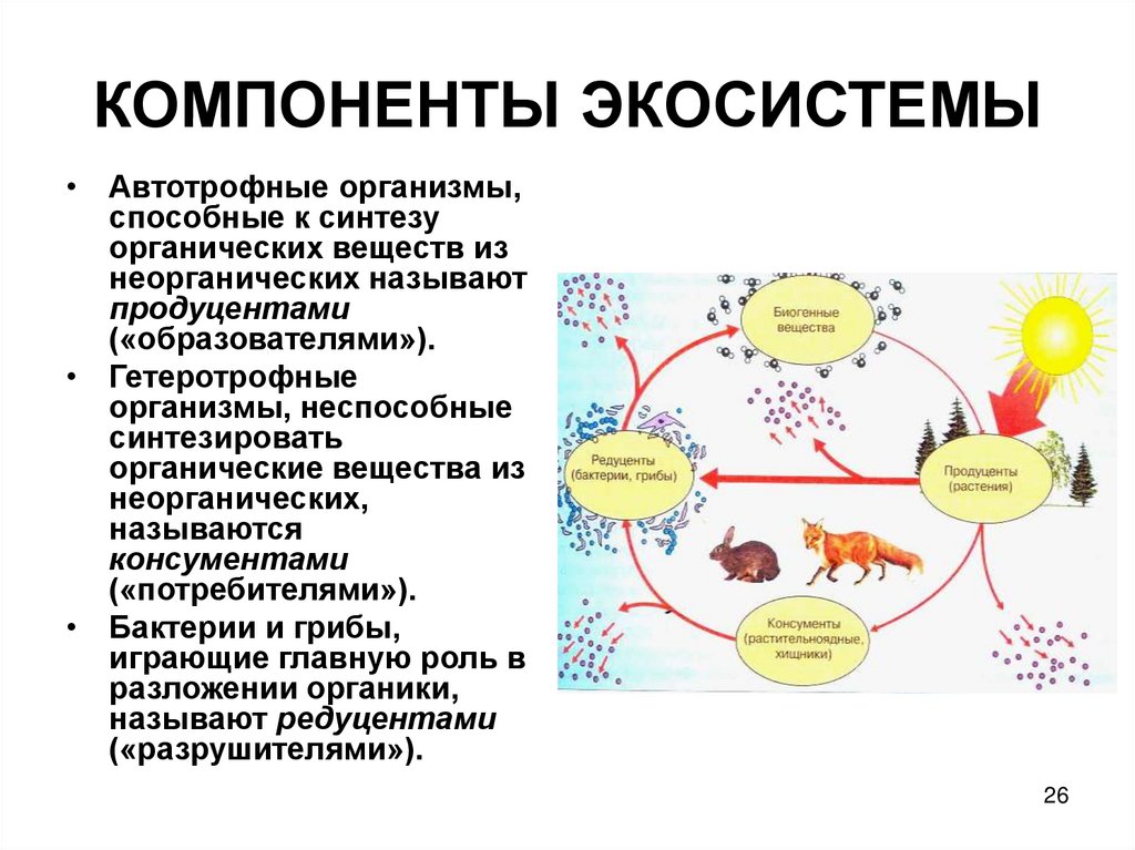 Из каких компонентов состоит экосистема. Компонент экосистемы Минеральные соединения. Экосистема компоненты экосистемы. Компоненты экосистемы органические вещества. Элементы биогеоценоза.