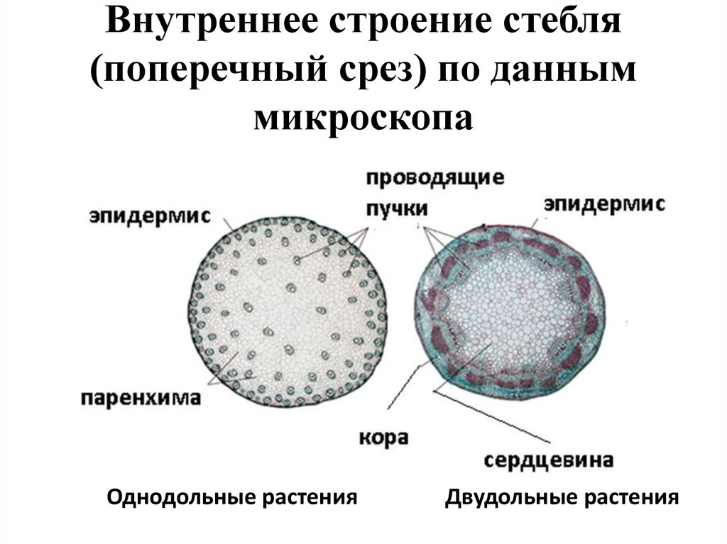 Признак однодольного растения на диаграмме