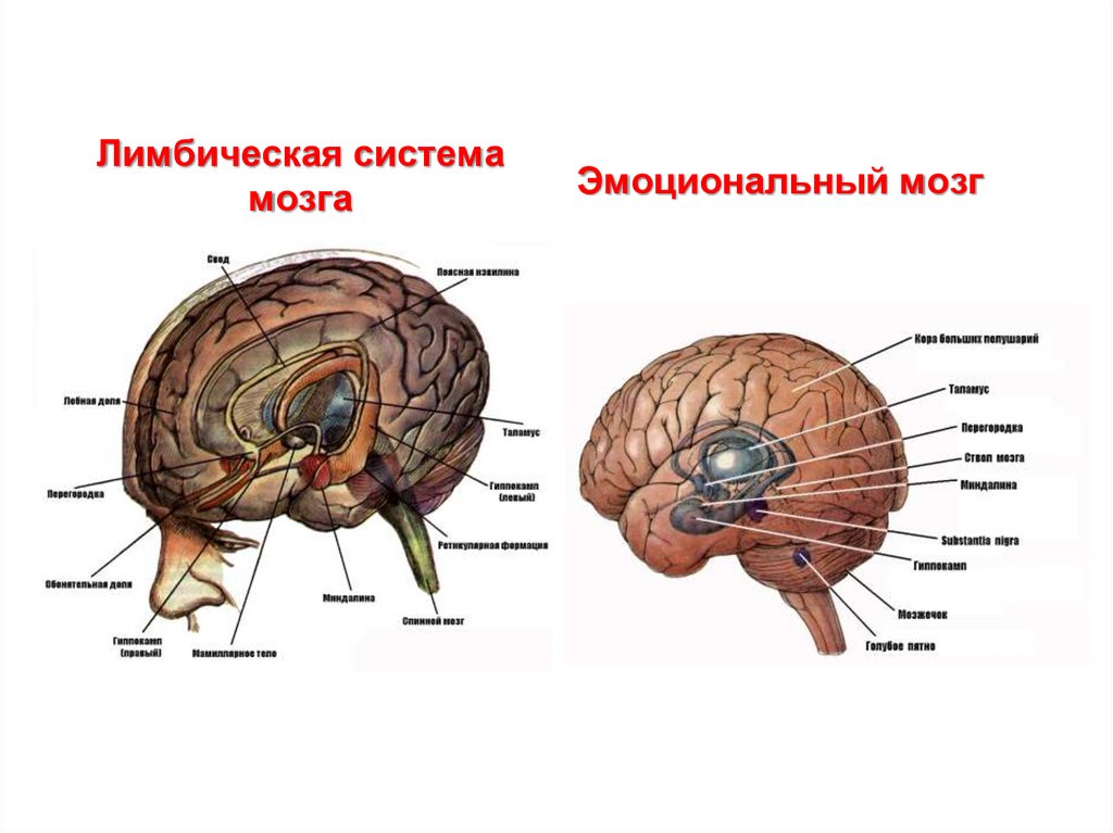 Системы мозга. Лимбическая доля. Лимбическая система мозга. Эмоциональный мозг. Эмоциональный мозг Леду.