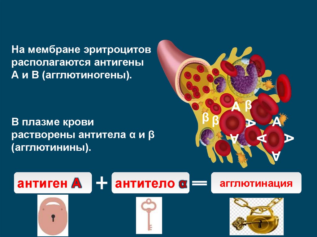 Антигены эритроцитов. Агглютиногены на мембране эритроцитов. Мембрана эритроцитов с антигенами. Агглютиногены на мембране эритроцитов агглютинины в плазме крови.