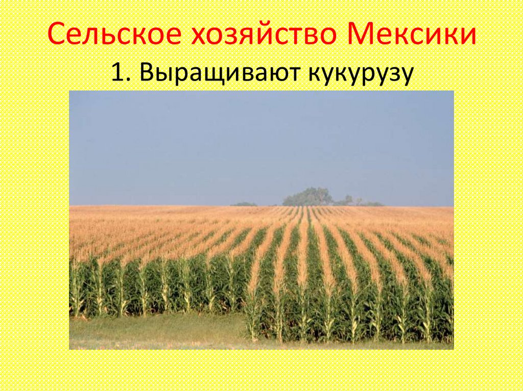 Сельское хозяйство Мексики 1. Выращивают кукурузу