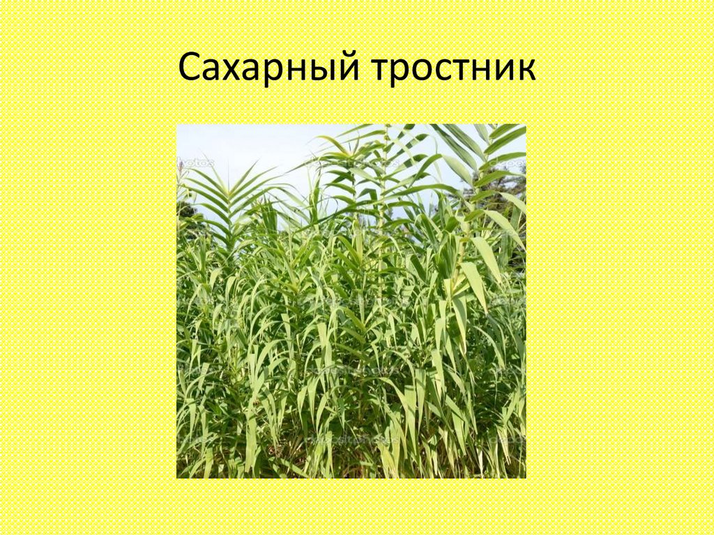 Сахарный тростник