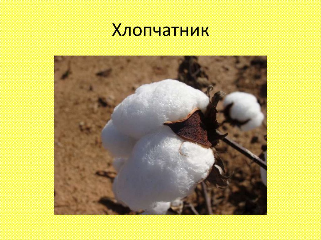 Хлопчатник