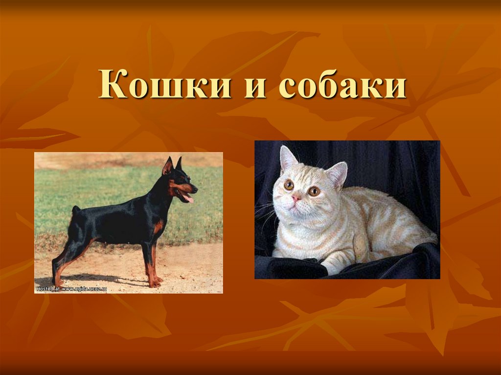 Презентация кошка и собака