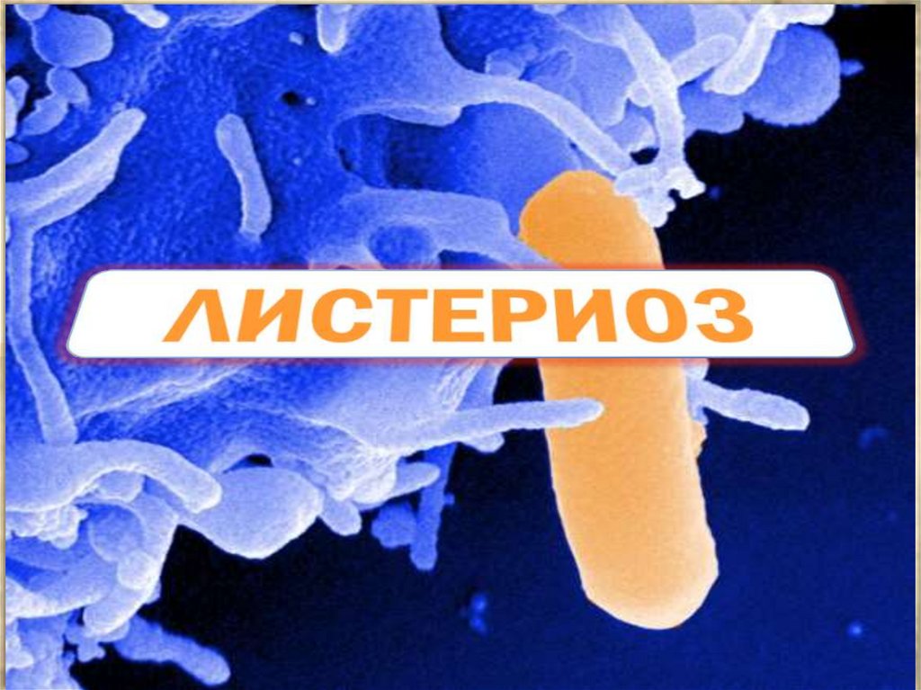 Candida. Знак probiotics. Candida Diet. Пробиотик значок.