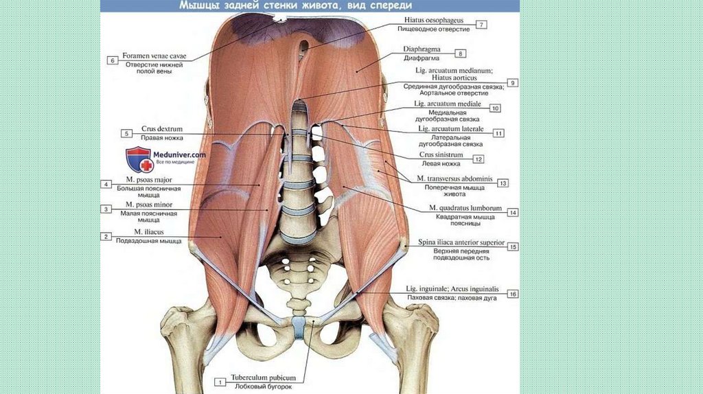 M Intertransversarii laterales Lumborum