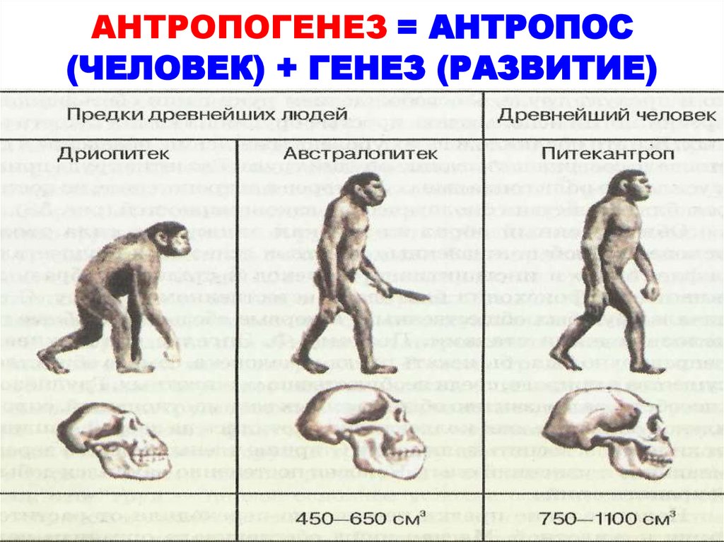 Стадии антропогенеза человека схема