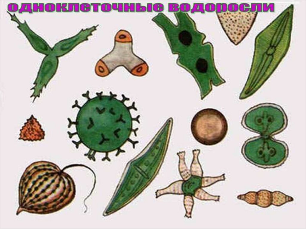 Появление одноклеточных водорослей. Одноклеточные водоросли 5 класс биология. Древние одноклеточные водоросли. Одноклеточные водоросли 6 класс биология. Простейшие одноклеточные водоросли.