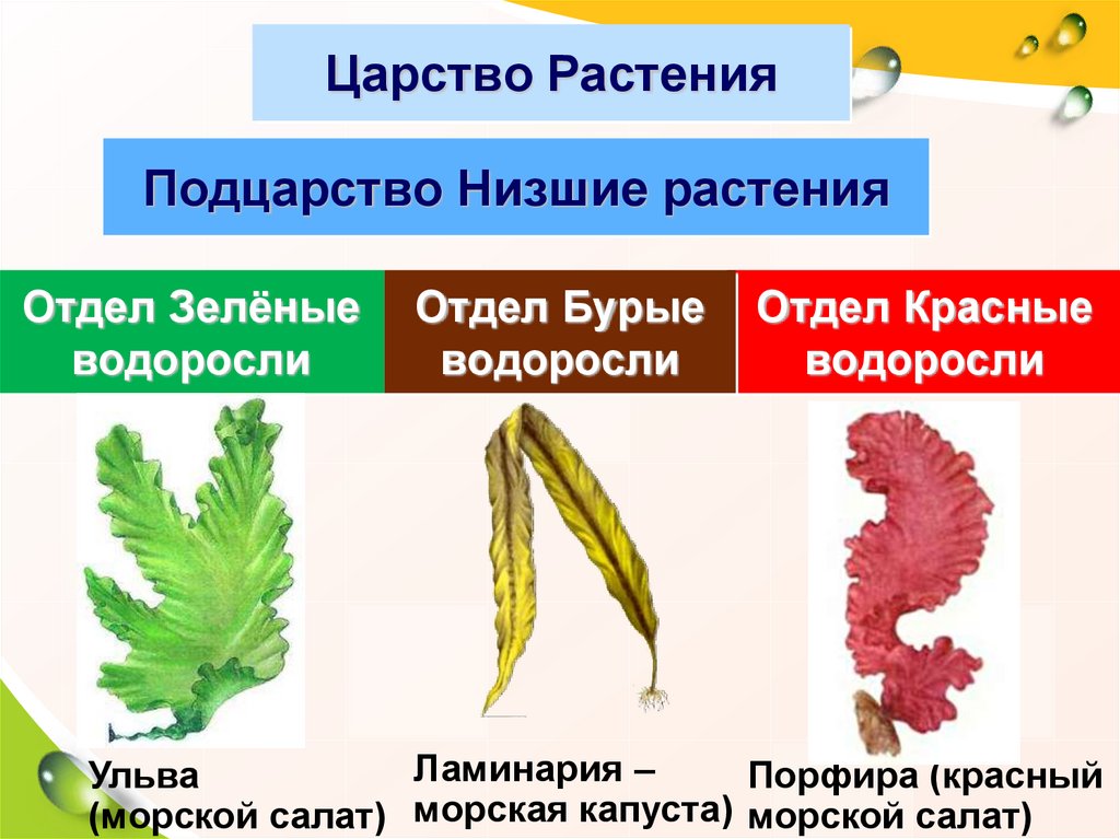 5 примеров водорослей. Отделы водорослей зеленые бурые красные таблица. Отдел бурых и красных водорослей. Красные водоросли низшие растения. Порфира и Ульва.