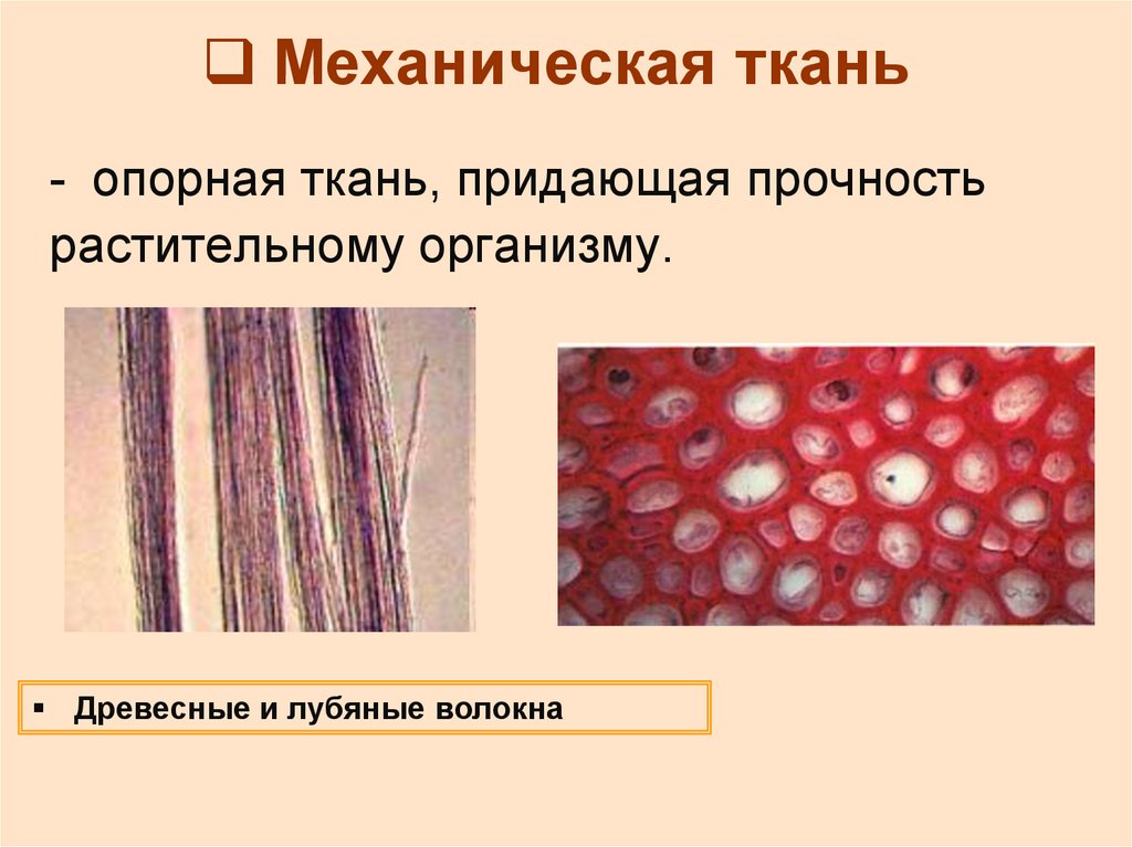 Что такое ткань 5 класс. Лубяные волокна ткань растений. Механические ткани древесные и лубяные волокна. Биология 5 класс ткани растений механическая. Древесинные волокна это механическая ткань.