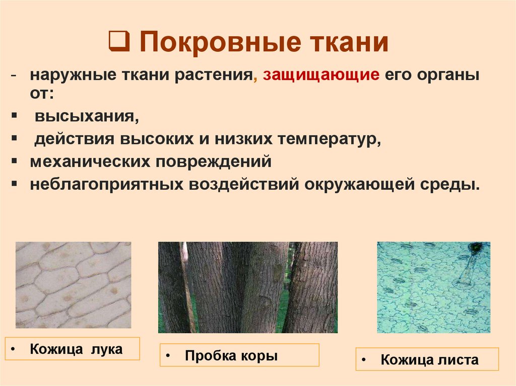 Ткани растений презентация