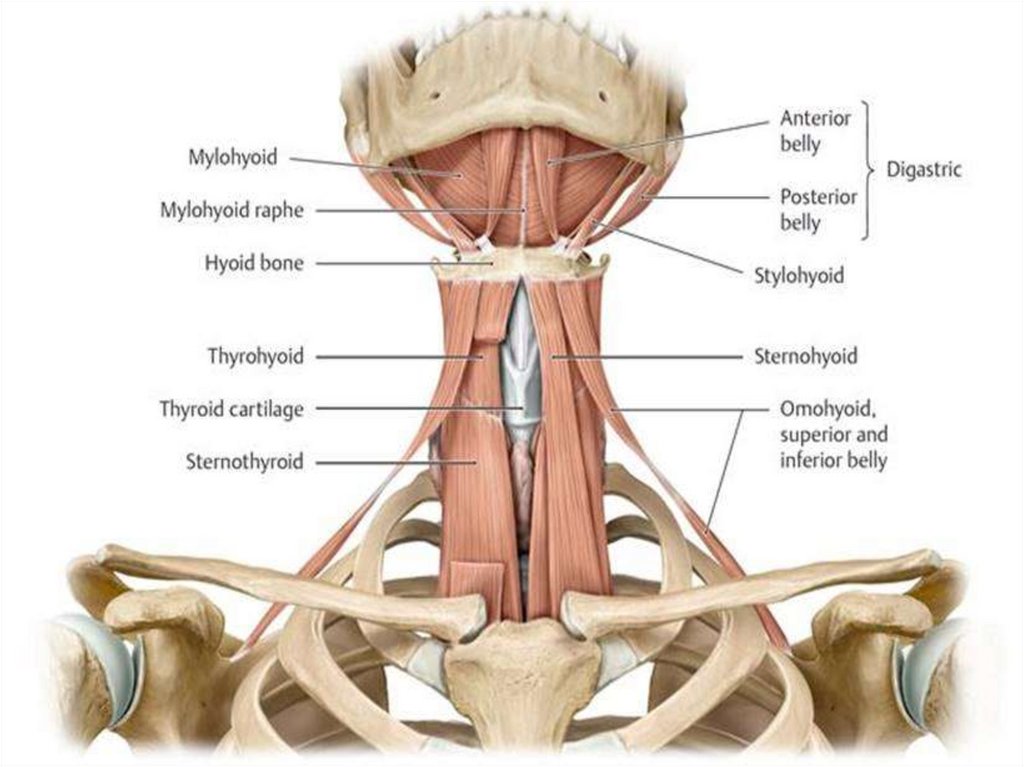 Мышцы расположенные ниже подъязычной кости. Mylohyoideus анатомия. Mylohyoideus geniohyoideus мышца. Шилоподъязычная мышца (m. stylohyoideus).