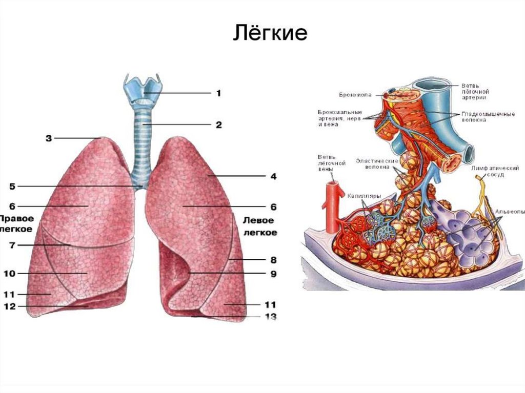 Легкие система органов