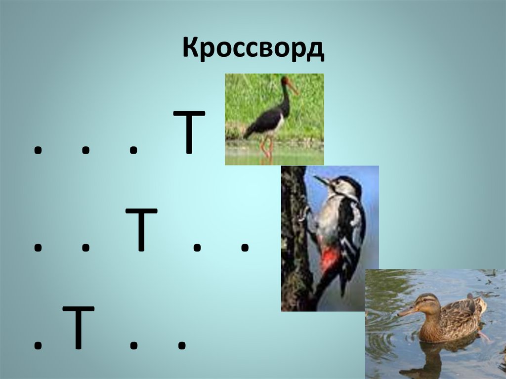 Кроссворд