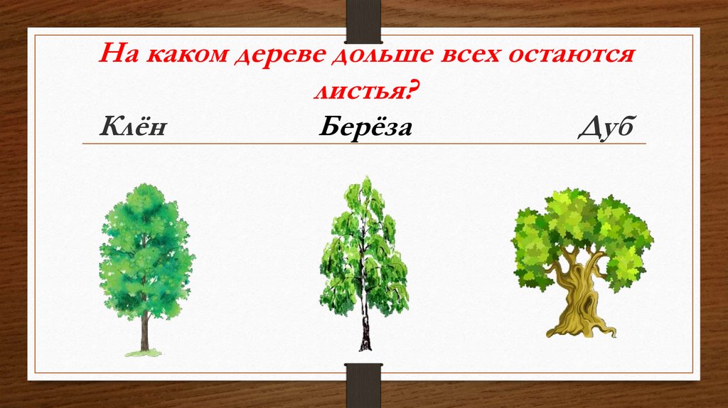 Какое дерево ответ. Какой дерево дольше всего зеленое. Какое лиственное дерево дольше всего. На каком дереве дольше всего не опадают листья осенью. Дуб не сбрасывает листья.