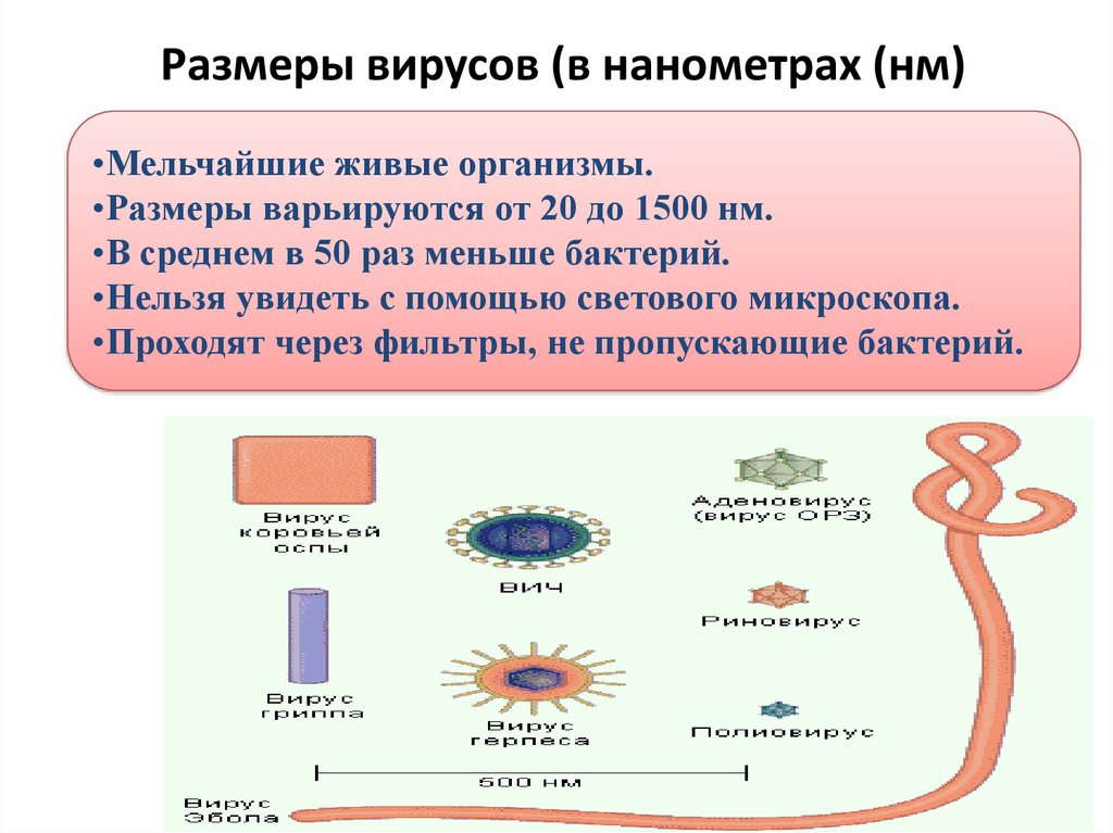 Сравнение бактерий и вирусов. Размеры вирусов. Размеры вирусов и бактерий. Размер вируса и бактерии сравнение. Размер вирусов в нанометрах.